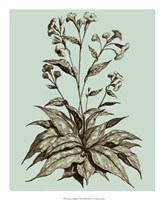 Imperial Munting IV Giclee