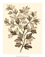 Sepia Munting Foliage I Giclee