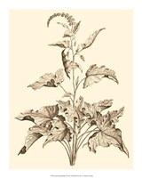 Sepia Munting Foliage II Giclee