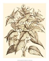 Sepia Munting Foliage III Giclee