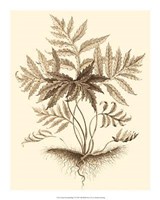 Sepia Munting Foliage IV Giclee