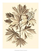 Sepia Munting Foliage V Giclee