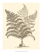 Sepia Munting Foliage VI Giclee