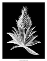 Pineapple Noir I Giclee