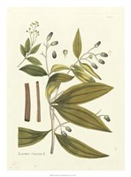 Nature's Elegance I Giclee