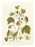 Nature's Elegance II Giclee