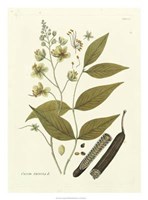 Nature's Elegance III Giclee