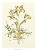 Nature's Elegance IV Giclee