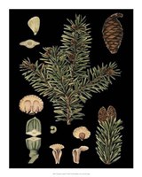 Dramatic Conifers I Giclee