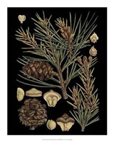 Dramatic Conifers II Giclee