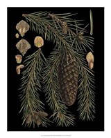 Dramatic Conifers III Giclee