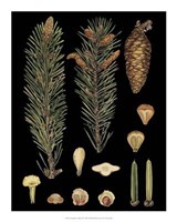 Dramatic Conifers IV Giclee