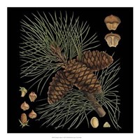 Dramatic Conifers V Giclee