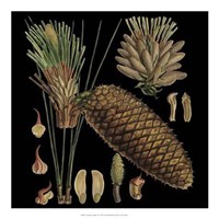 Dramatic Conifers VI Giclee