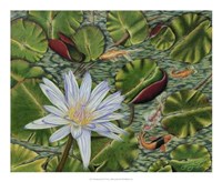 Enchanting Lily Giclee