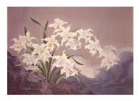 White Orchids Fine Art Print