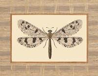 Delicate Dancer III Fine Art Print