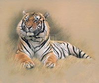 Tiger [Ed 195] Fine Art Print