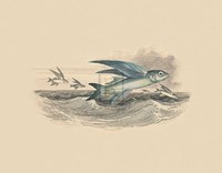 Flying Fish I Fine Art Print