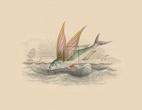 Flying Fish II Fine Art Print