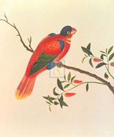 Red Parrot Fine Art Print