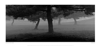 Trees In The Fog by Richard Calvo - 22" x 10"