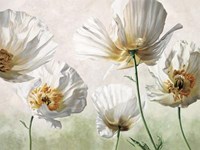 Raggi Di Sole Fine Art Print