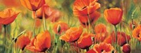 Symphonie De Coquelicots Fine Art Print