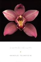 Cymbidium by Harold Feinstein - 24" x 36"