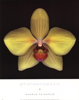 Phalaenopsis by Harold Feinstein - 11" x 14"