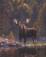 North Country Moose detail Fine Art Print