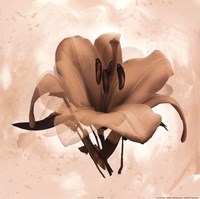 X-Ray White Lily Fine Art Print