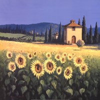 20" x 20" Sunflower Pictures