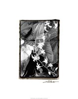 Floral Elegance I Giclee