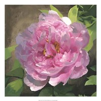 Peony In Pink I Giclee