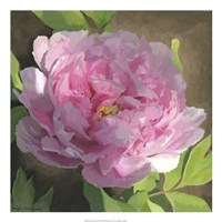 Peony In Pink II Giclee