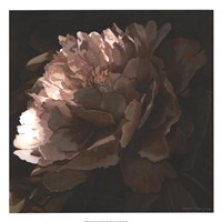 Moonlit Peony II Giclee