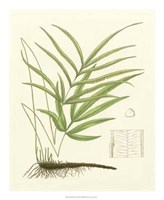 Eaton Ferns I Giclee