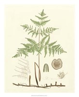 Eaton Ferns III Giclee