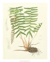 Eaton Ferns IV Giclee