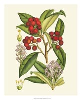 Crimson Berries I Giclee
