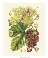 Crimson Berries III Giclee