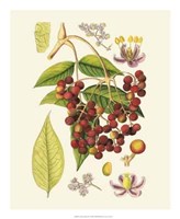 Crimson Berries IV Giclee