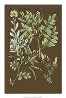 Organic Greenery II Giclee