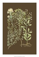 Organic Greenery III Giclee