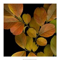Vivid Leaves I Giclee