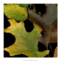 Vivid Leaves II Giclee