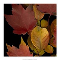 Vivid Leaves IV Giclee