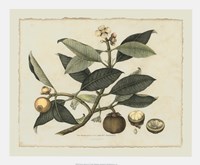 Delicate Botanical I Giclee