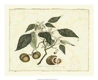 Delicate Botanical II Giclee